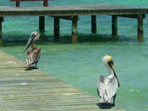 Caye Chapel5.jpg (249807 bytes)