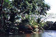 Jungle scene around Hopkins, Belize