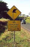 Tree kangaroos - part of Australia's unique animal life